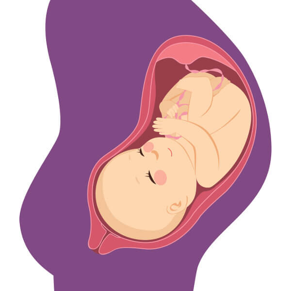 O útero é o local ideal para o desenvolvimento do feto.
