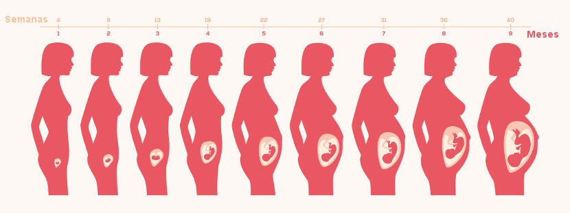 Durante a gravidez, o útero aumenta consideravelmente de tamanho.