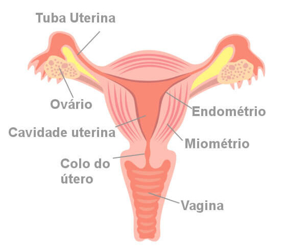Observe as principais partes do útero.