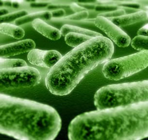 As bactérias são seres unicelulares e procariontes