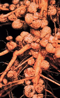 Figura mostrando os nódulos em uma raiz de leguminosa. Esses nódulos possuem células que estão repletas de bactérias