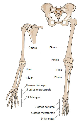 Cintura pélvica e visão geral dos membros inferiores e anatomia de